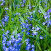 Scilla planting instructions - dutchflowerbulbs.com