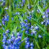 Field full of blue Scillas in full bloom with green foliage