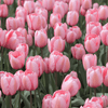 Tulip planting instructions - dutchflowerbulbs.com