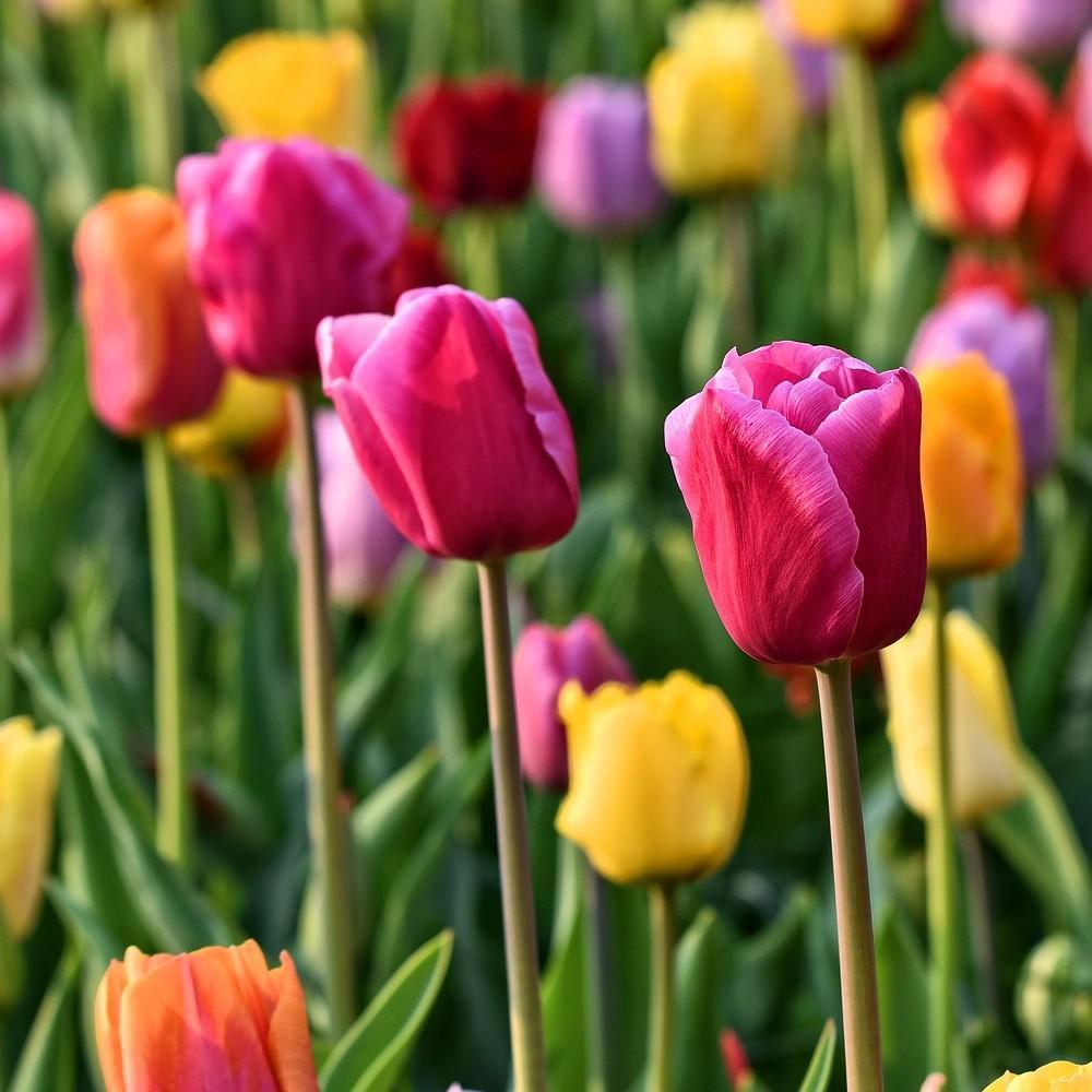 When do I plant my Tulip bulbs? - dutchflowerbulbs.com