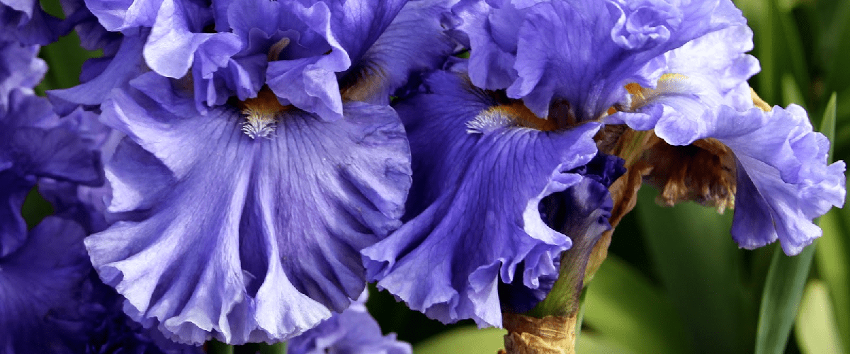 Bearded Iris or Iris Germanica - dutchflowerbulbs.com