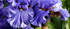 Bearded Iris or Iris Germanica