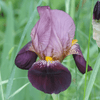 How to care for Irises? - The ultimate caring guide for Iris - dutchflowerbulbs.com