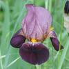 How to care for Irises? - The ultimate caring guide for Iris