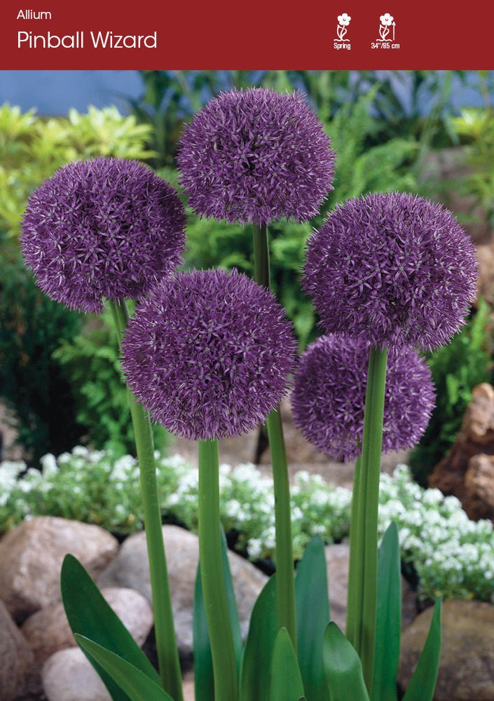 Allium - Pinball Wizard