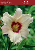 Daylily - Pandora's Box
