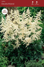 Astilbe - Deutschland