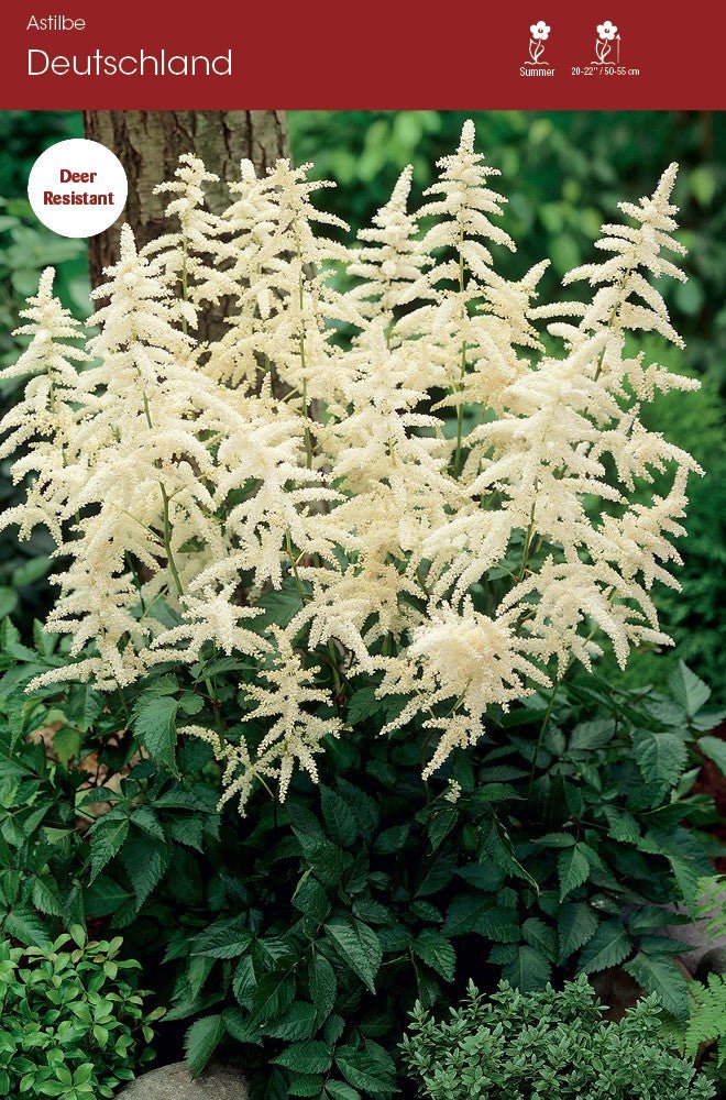 Astilbe - Deutschland