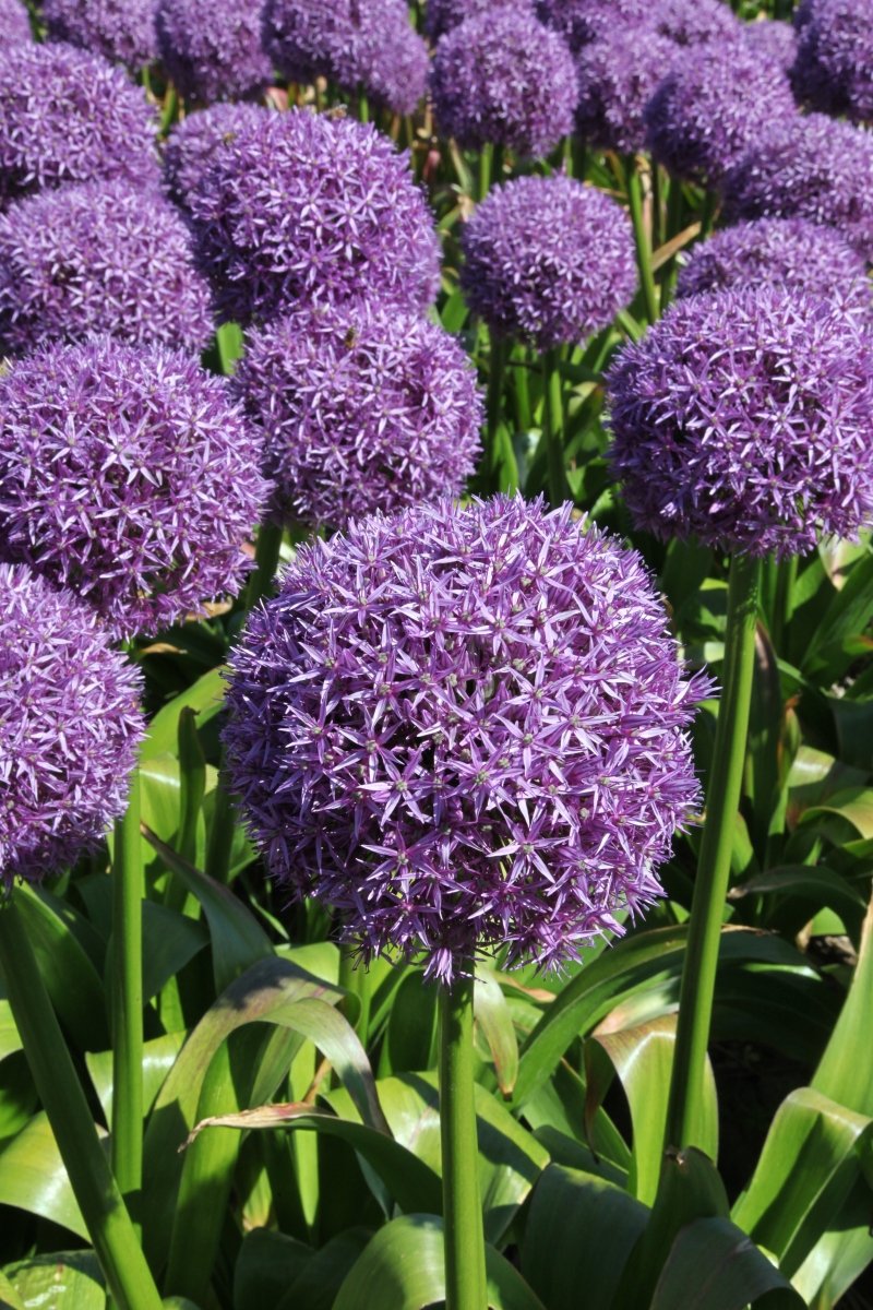 Allium - Dutchman