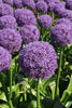 A cluster of Dutchman alliums, resembling purple fireworks, swaying in the breeze