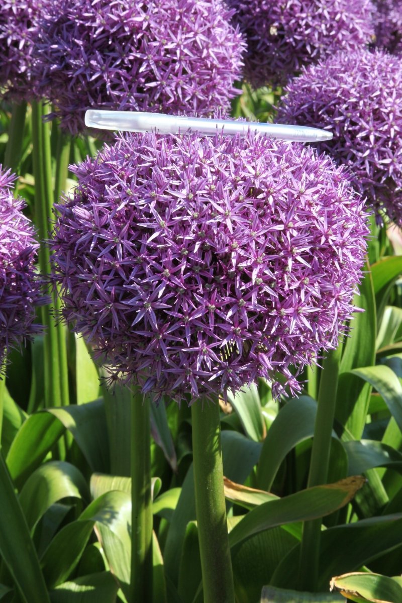 Allium - Dutchman