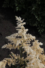 Astilbe - Bridal Veil