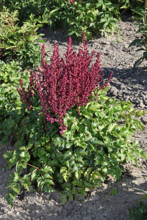 Astilbe - Purple Rain