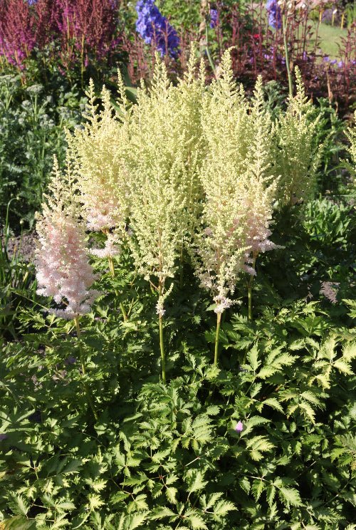 Astilbe - Milk and Honey