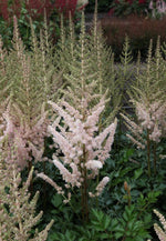 Astilbe - Satin Pearls