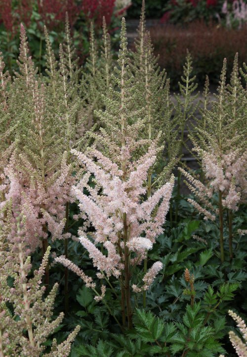 Astilbe - Satin Pearls