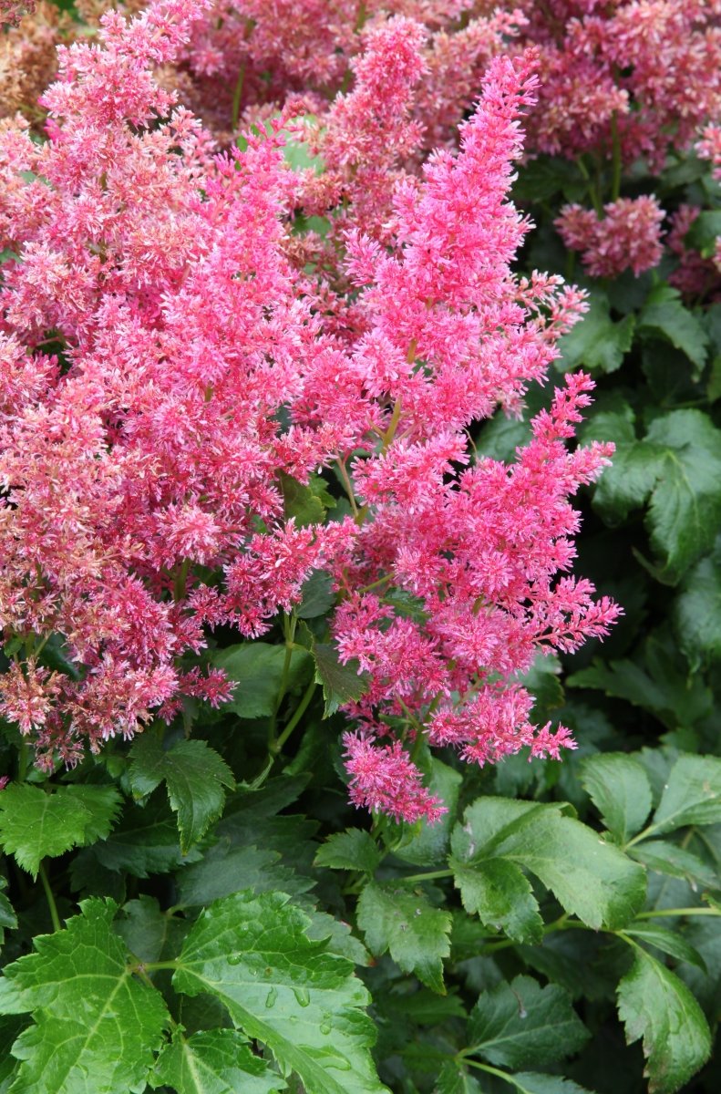 Astilbe - Younique Ruby Red