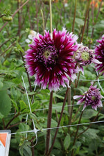 Dahlia - Alauna Clair Obscur