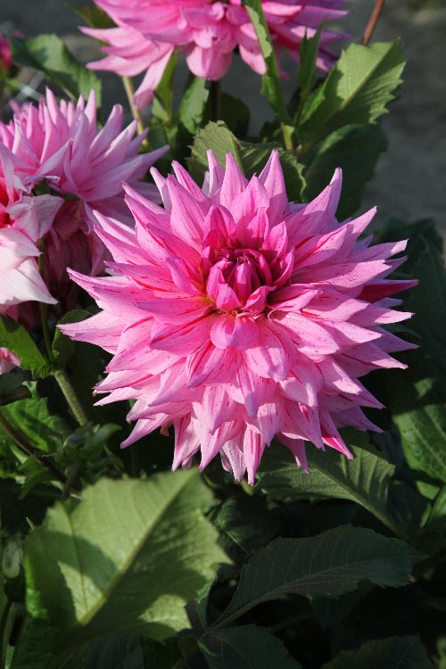 Dahlia - American Dream