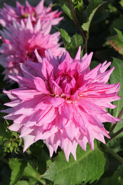 Dahlia - American Dream