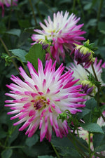 Dahlia - Jura