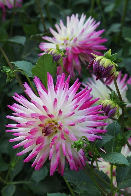Dahlia - Jura