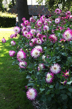 Dahlia - Jura