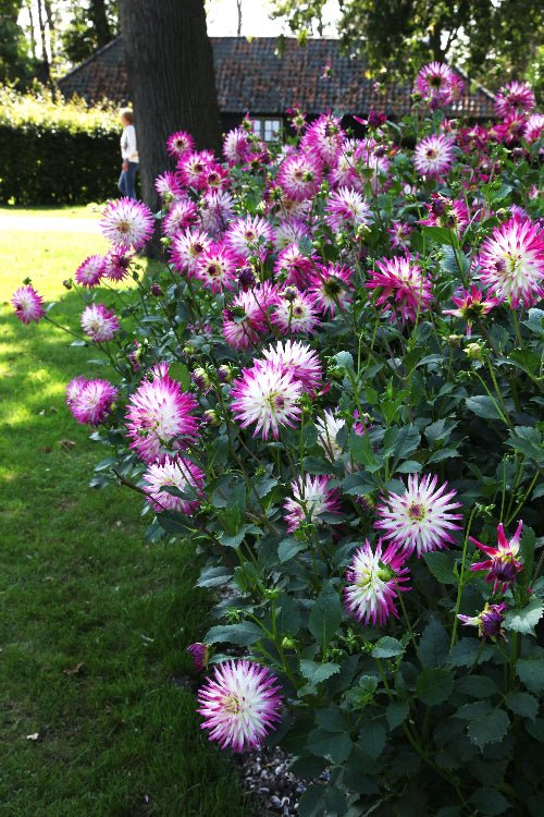 Dahlia - Jura