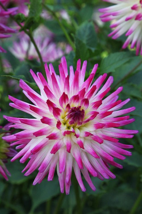 Dahlia - Jura