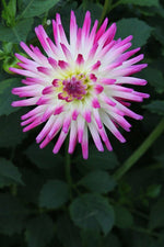 Dahlia - Jura