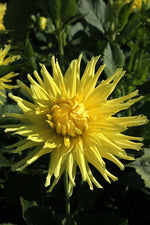 Dahlia - Kennemerland
