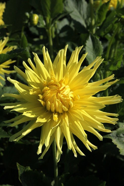 Dahlia - Kennemerland