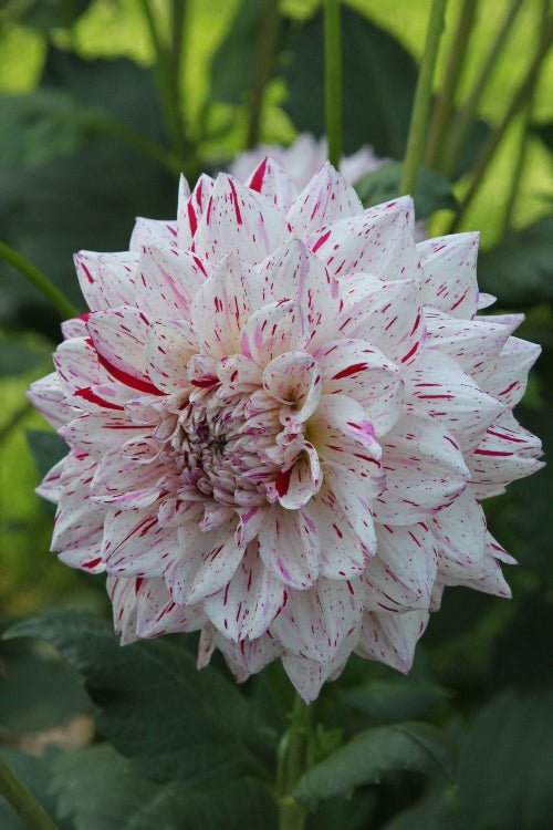 Dahlia - Mick's Peppermint