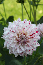 Dahlia - Mick's Peppermint