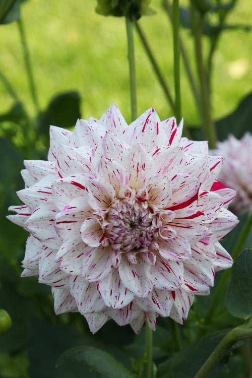 Dahlia - Mick's Peppermint