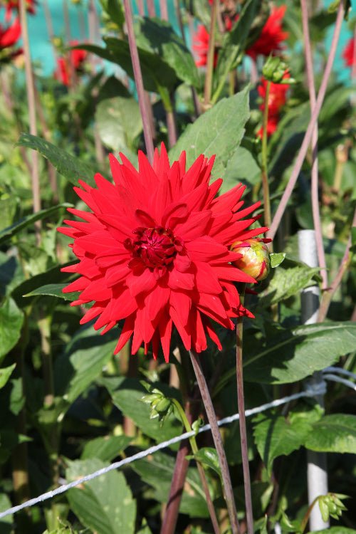 Dahlia - Witteman's Best