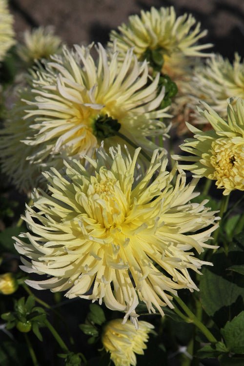 Dahlia - Yellow Star