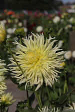 Dahlia - Yellow Star
