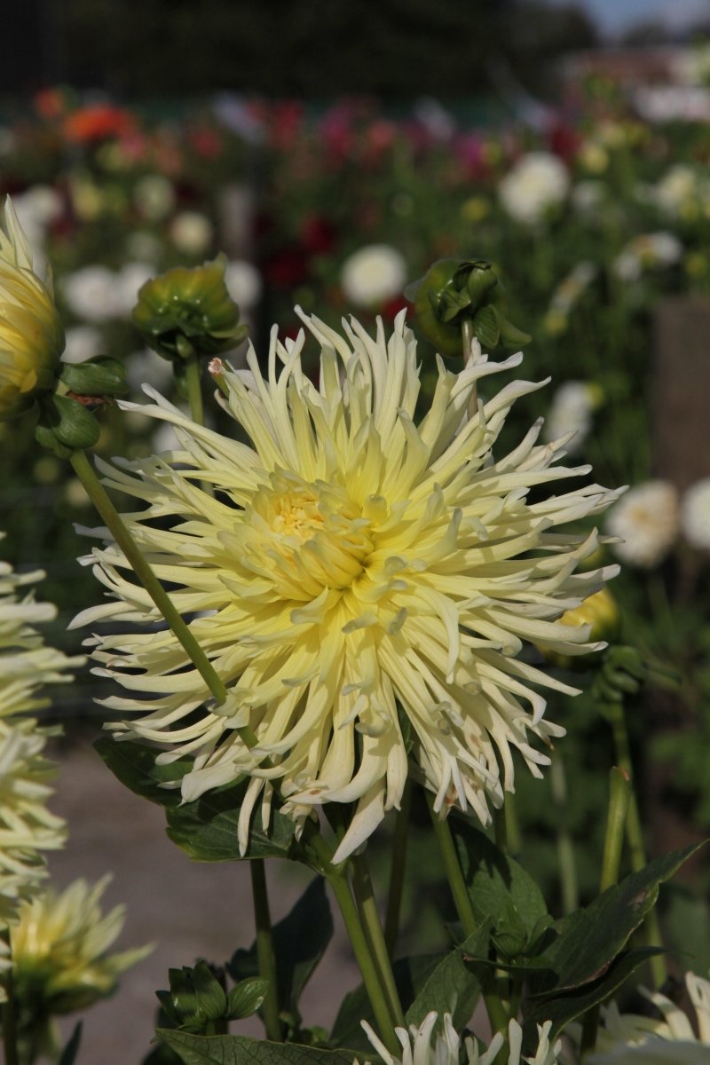 Dahlia - Yellow Star