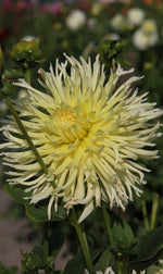 Dahlia - Yellow Star
