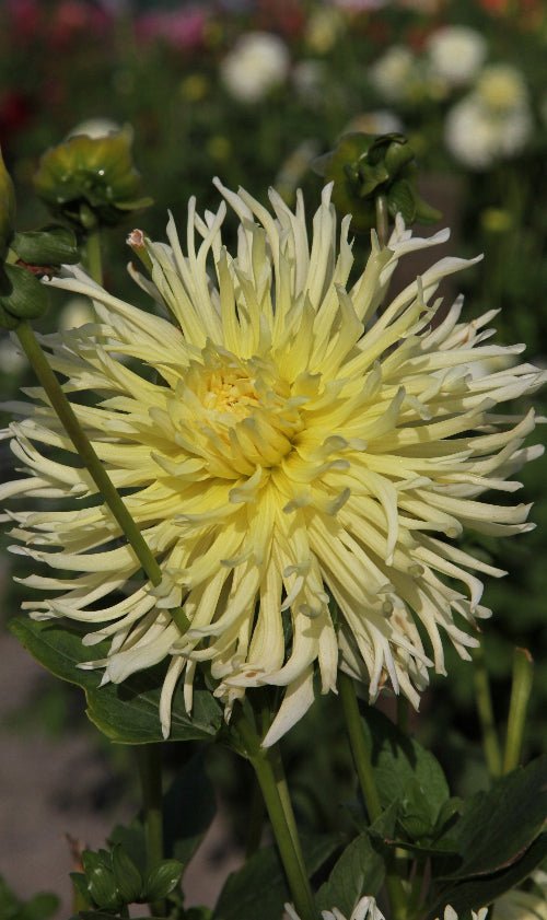 Dahlia - Yellow Star