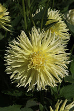 Dahlia - Yellow Star