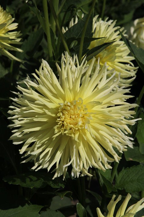 Dahlia - Yellow Star