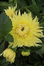 Dahlia - Bilbao