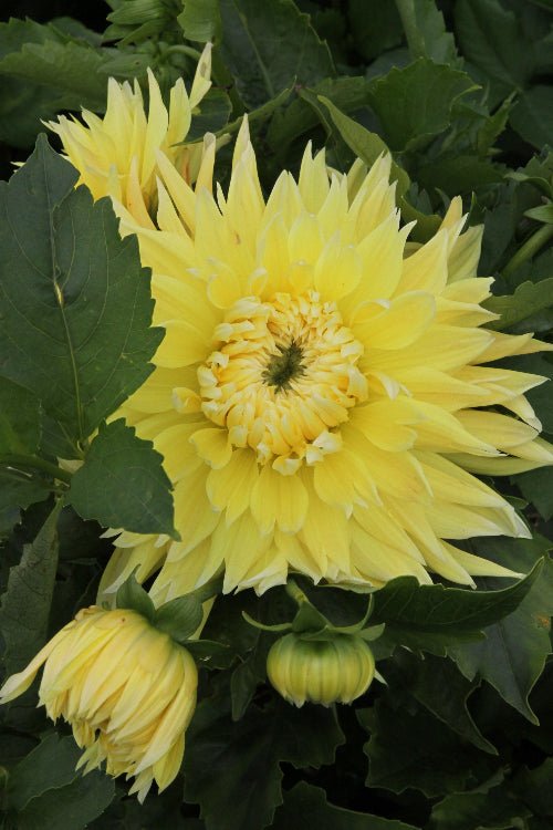 Dahlia - Bilbao
