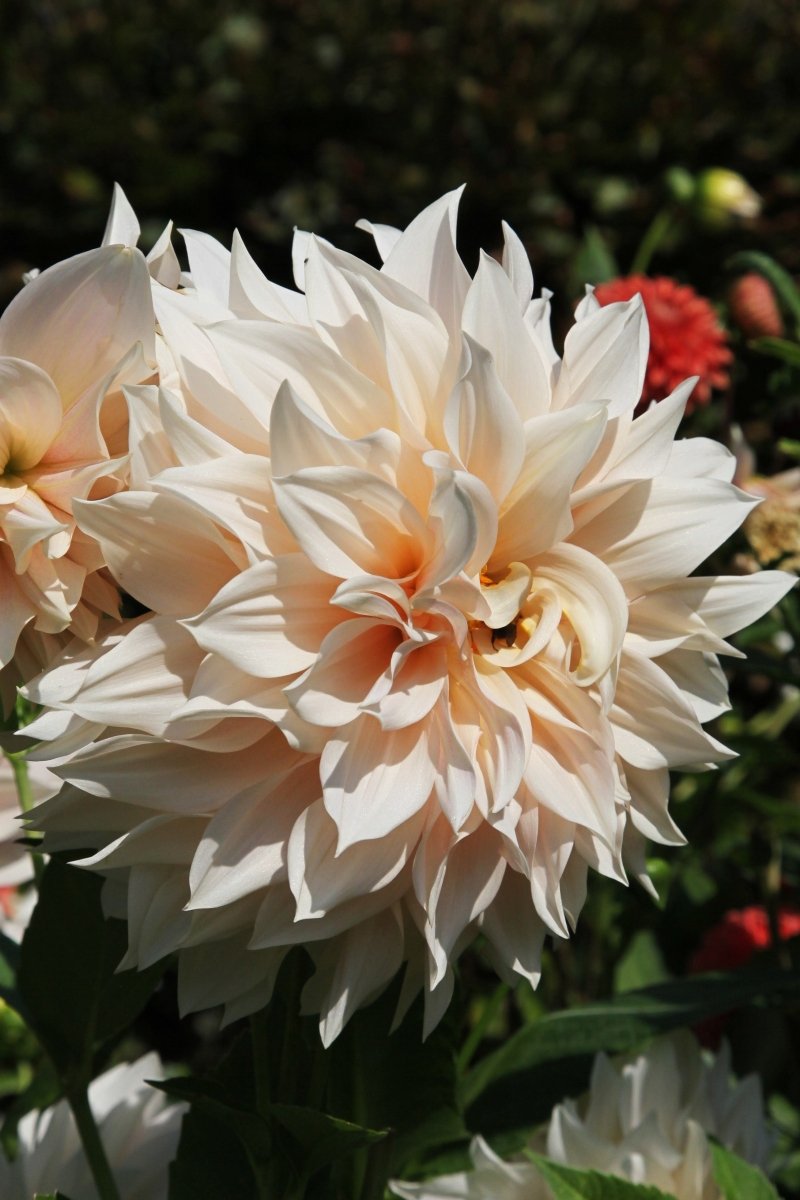 Dahlia - Café au Lait