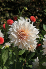 Dahlia - Café au Lait