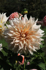 Dahlia - Café au Lait