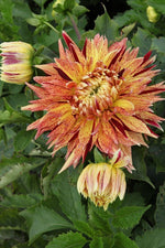 Dahlia - Cambridge