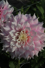 Dahlia - Gitt's Perfection